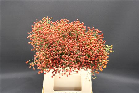 Rosa Plenty