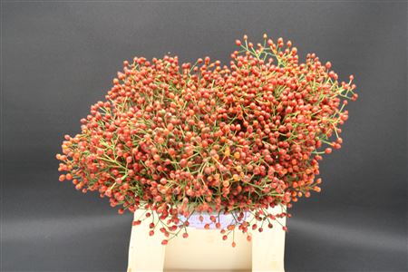 Rosa Plenty