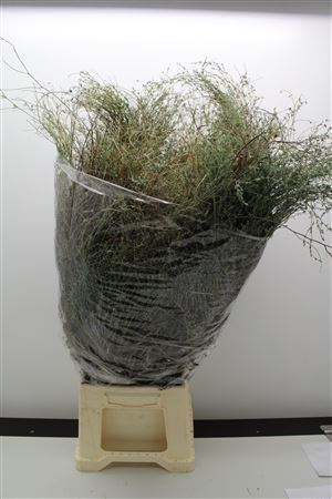 Thymus Capitatus Bs
