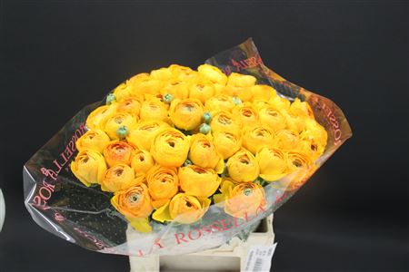 Ranunculus Clooney Saffron 40cm