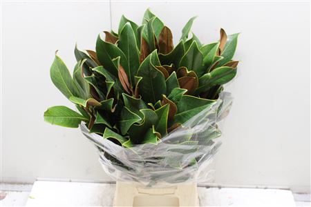 Magnolia Blad