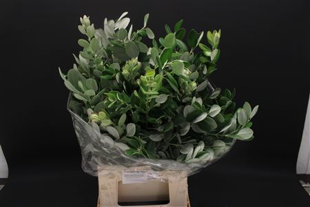 Pittosporum Ralphy 300gram