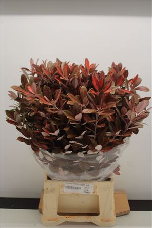 Pittosporum Ralphy 300gram