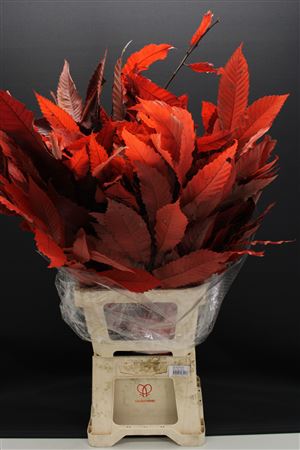 Dr Kastanje Stab Red