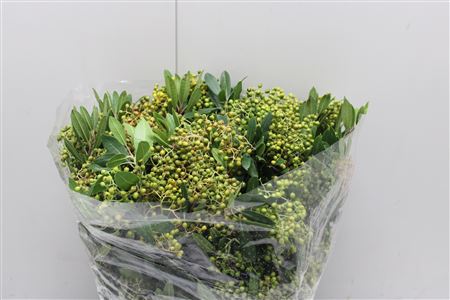 Photinia Bes