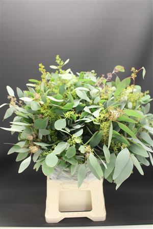 Euc Populus Bes 300 Gr