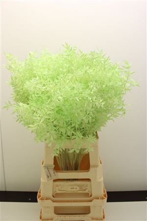 Dr Ruscus Bleached Mintgroen