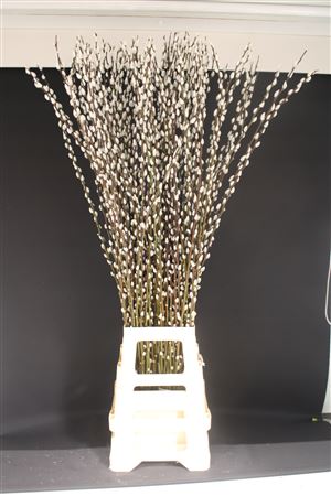 Salix Ca Snow Flake