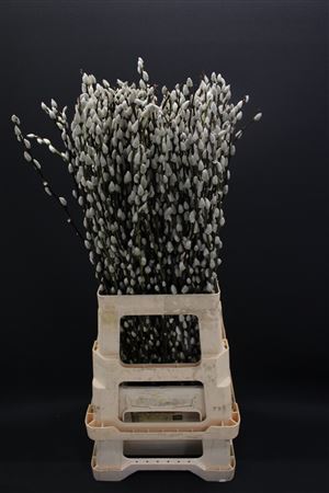 Salix Ca Snow Flake