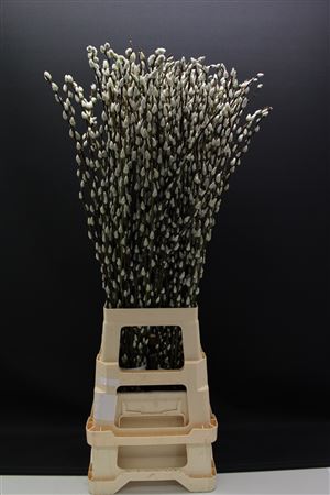 Salix Ca Snow Flake