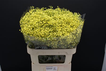 Gyps Grof Yellow