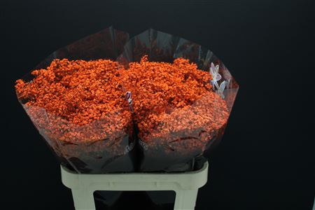 Gyps Fijn Oranje