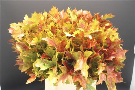 Quercus Rubra Dyed Fall Asst 60cm