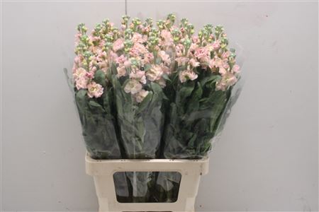 Matthiola Iron Apricot