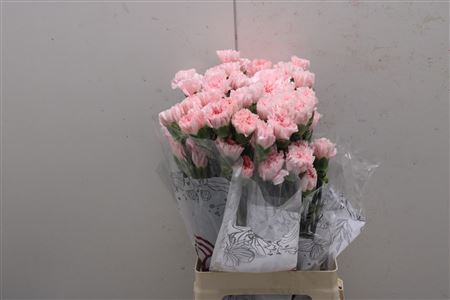 Dianthus St Brener 70cm