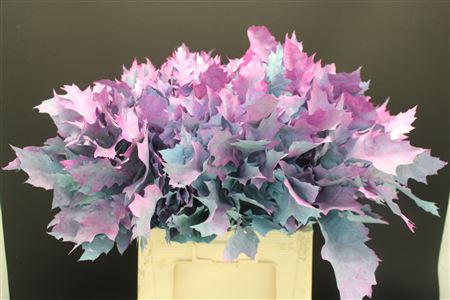 Quercus Rubra Dyed Eggplant Purple 60cm