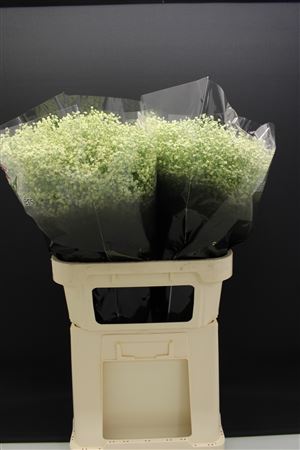 Gyps Fijn Creme