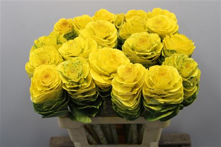 Brassica Painted Yellow 60cm