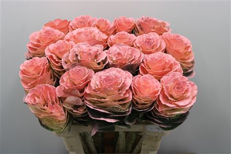Brassica Dyed Pink 60cm