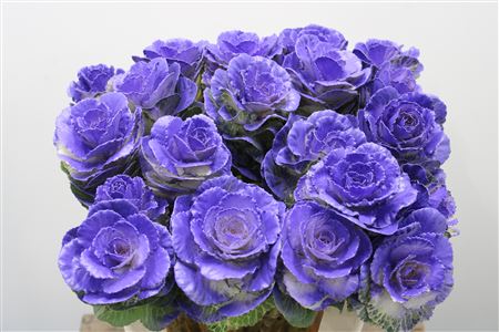 Brassica Ptd Purple 60cm