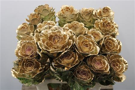 Brassica Ptd Gold 60cm
