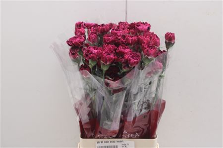 Dianthus St Nob Black Heart 70cm