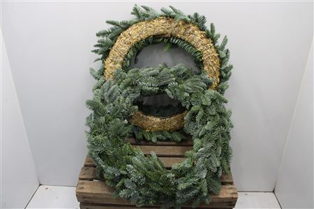Abies Nobilis Blue 50cm