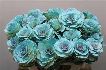 Brassica Painted 60cm