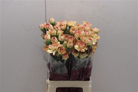 Dianthus St Salamanca 70cm