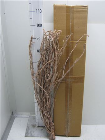 Liane Raffia Frosted