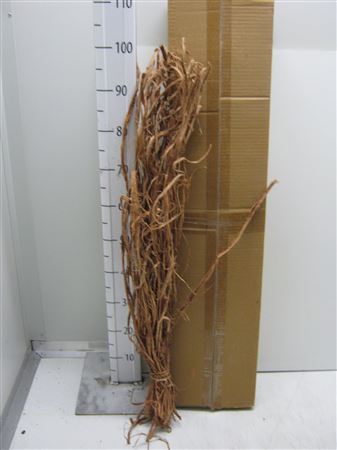 Liane Raffia Natuur