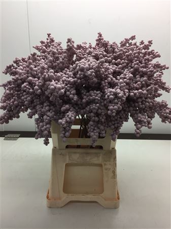 Peper Bes Op Stok Rosa