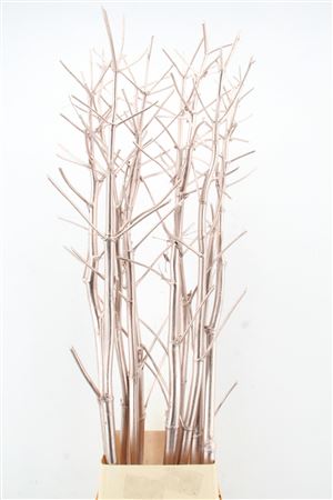 Dried/preserved Flowers Misc 180cm