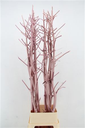 Dried/preserved Flowers Misc 180cm