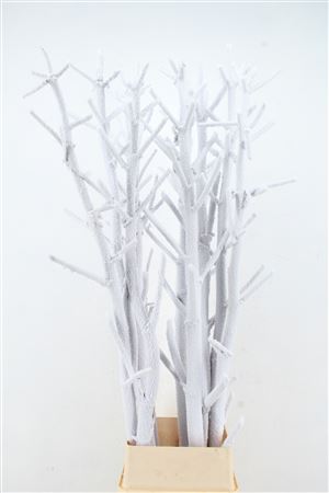 Dried/preserved Flowers Misc 180cm