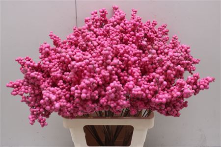 Bes Op Stok Fuchsia