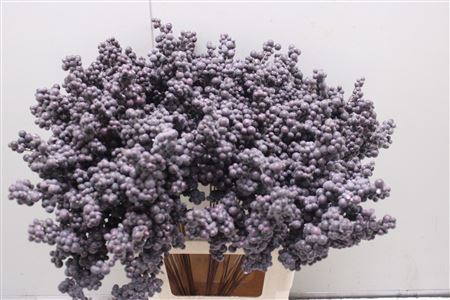 Peper Bes Op Stok Bordeaux