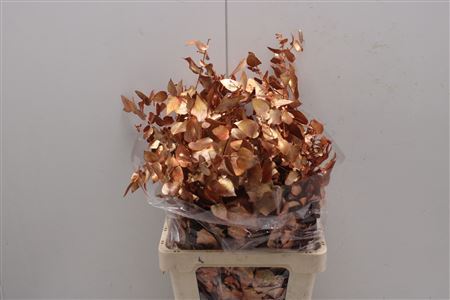 Stuartiana Stabiliseerd 150 Gr