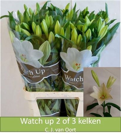 Lilium Lf Watch Up 90cm 2/4bl