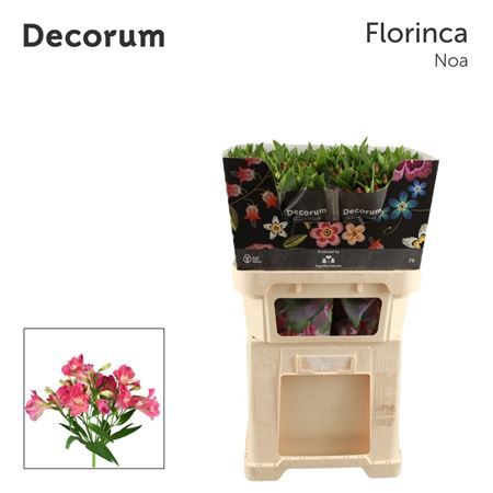 Alstr Fl Noa 70cm