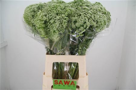 Ammi Visnaga