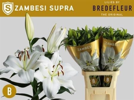 Lilium Ot Zambesi 100cm 5/7bl