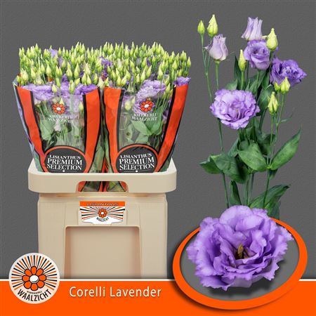 Lisianthus Double Corelli Lavender 70cm