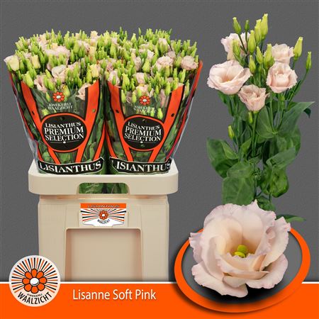 Lisianthus Double Lis Soft Pink 70cm