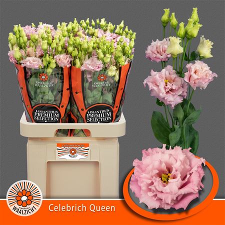 Lisianthus Double Celeb Queen 70cm