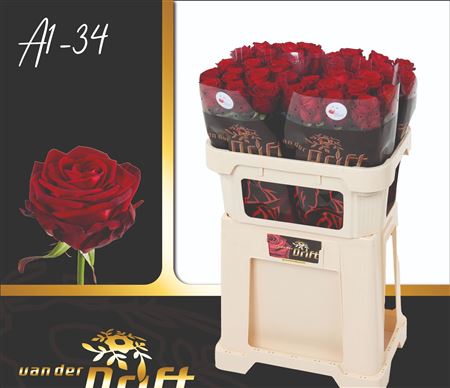Rosa Hybrida Red Naomi 70cm