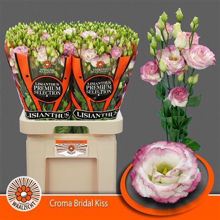 Lisianthus Double Croma Bridal Kiss 70cm