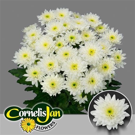 Chrys Spray Euro White 100gram