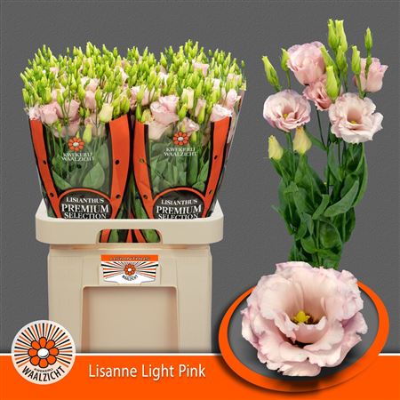 Lisianthus Double Lisanne Light Pink 70cm