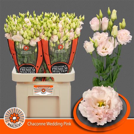 Lisianthus Double Chac Wedding Pink 70cm